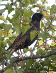 European Starling 5153